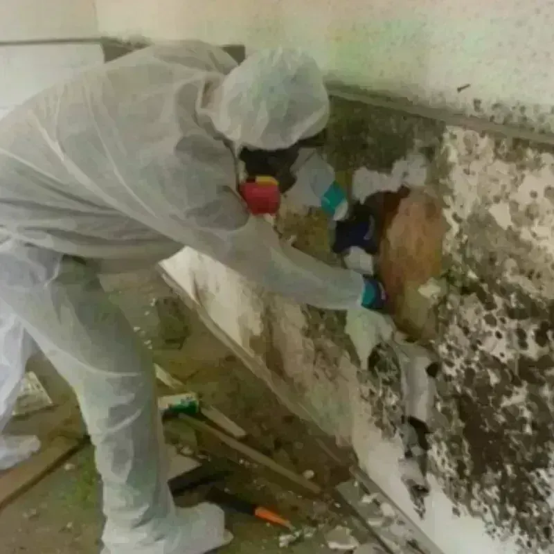 Mold Remediation and Removal in Oologah, OK